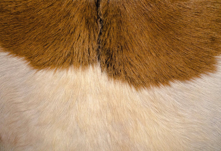 Rio Cool Armchair - Cool Brown & Leather